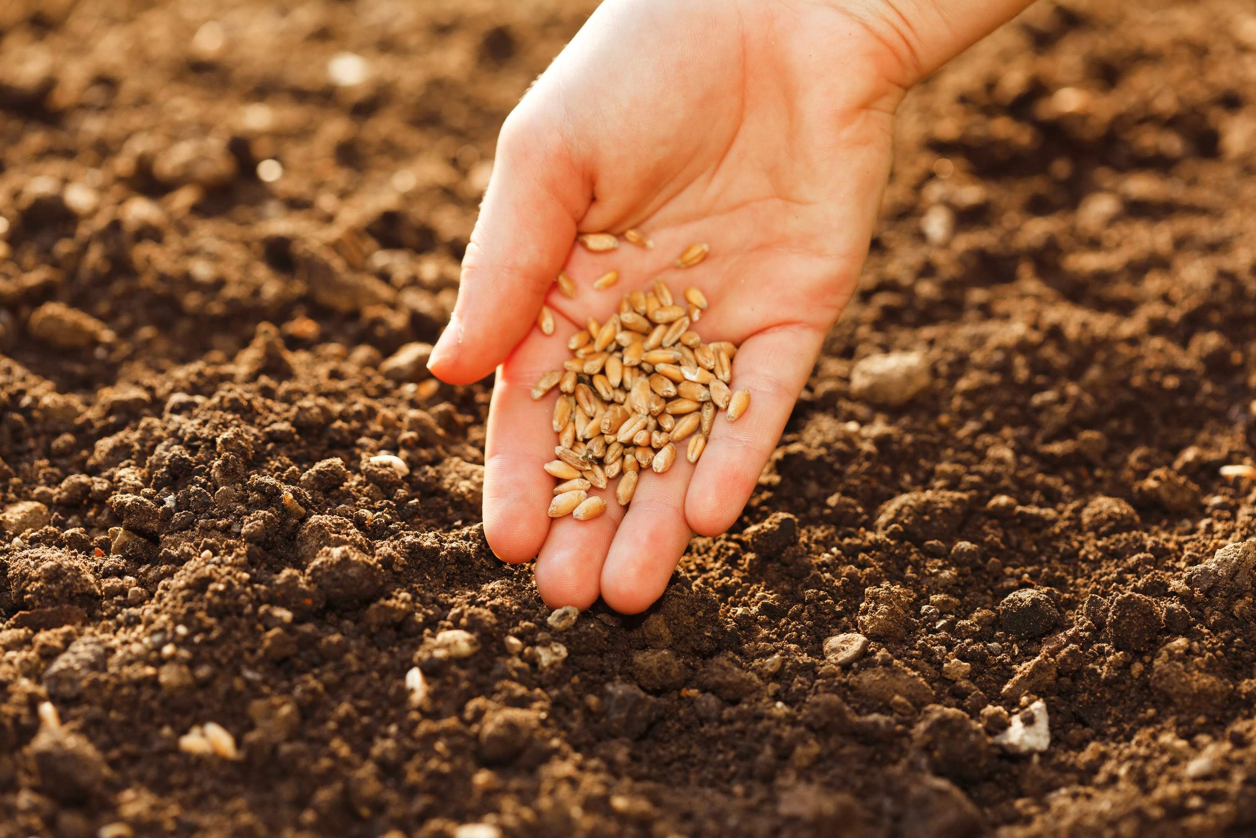 sowing_wheat_hand-small.jpg