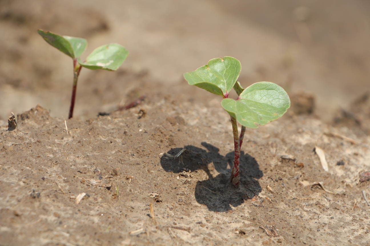 IMG_9791-cotton-plants.jpg