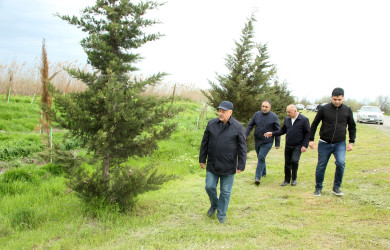 Ağcabədidə “Şəhərsalma və Memarlıq İli” çərçivəsində ağacəkmə aksiyası davam edir.
