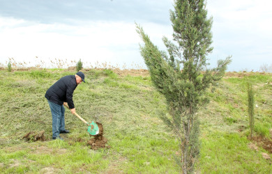 Ağcabədidə “Şəhərsalma və Memarlıq İli” çərçivəsində ağacəkmə aksiyası davam edir.