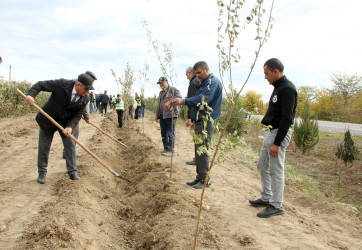 “Yaşıl dünya naminə həmrəylik ili” çəçivəsində minlərlə yeni ağac əkilib.