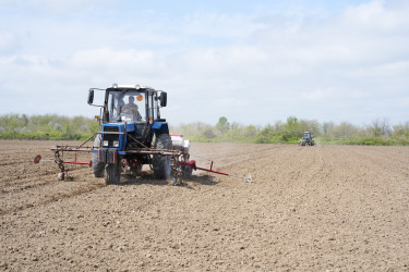 Ağcabədi rayonunda çiyid səpini işlərinə start verildi.