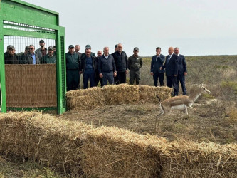 Ağgöl Milli Parkına 7 baş ceyran buraxılıb