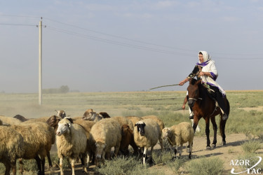 68 yaşlı çoban Kəklik uzun illər sonra sürülərini yenidən Kəlbəcər yaylaqlarına aparıb