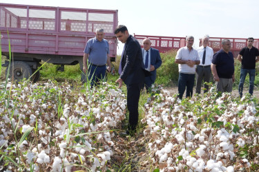 Ağcabədidə pambıq yığımının gedişi ilə bağlı sahələrə baxış keçirilib
