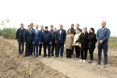 “Yaşıl dünya naminə həmrəylik ili” çəçivəsində minlərlə yeni ağac əkilib.