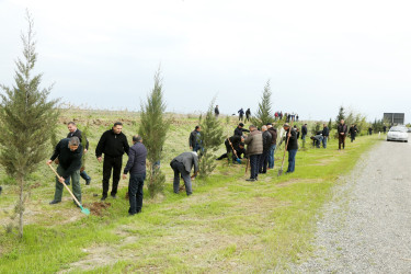 Ağcabədidə “Şəhərsalma və Memarlıq İli” çərçivəsində ağacəkmə aksiyası davam edir.