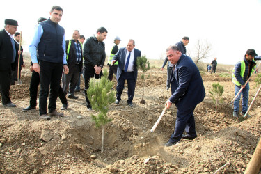 Ağcabədidə ağacəkmə kampaniyası davam etdirilir