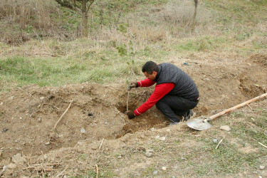 Ağcabədidə ağacəkmə aksiyası keçirilib