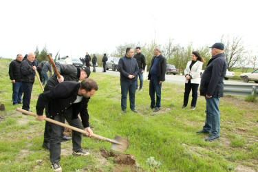 Ağcabədidə “Şəhərsalma və Memarlıq İli” çərçivəsində ağacəkmə aksiyası davam edir.