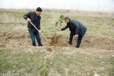 Ağcabədidə ağacəkmə aksiyası keçirilib