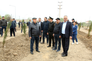 Ağcabədidə ağacəkmə aksiyası  bu həftə də davam etdirildi