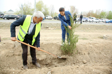 Ağcabədidə ağacəkmə aksiyası  bu həftə də davam etdirildi