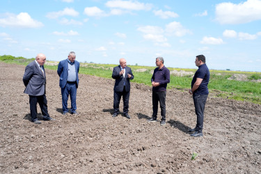 Ağcabədi rayonunda çiyid səpini işlərinə start verildi.