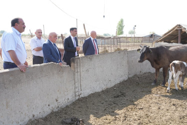 Ağcabədidə heyvandarlıq təsərrüfatına baxış keçirilib