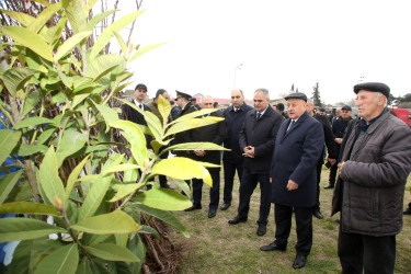 Ağcabədidə Novruz bayramı münasibətilə kənd təsərrüfatı məhsullarının satış yarmarkası təşkil olunub