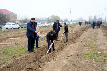 Ağcabədidə “Şəhərsalma və Memarlıq İli” çərçivəsində ağacəkmə aksiyası keçirilib.