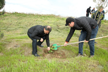 Ağcabədidə “Şəhərsalma və Memarlıq İli” çərçivəsində ağacəkmə aksiyası davam edir.