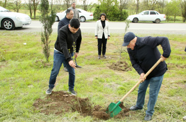 Ağcabədidə “Şəhərsalma və Memarlıq İli” çərçivəsində ağacəkmə aksiyası davam edir.