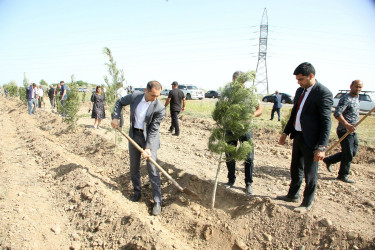 Ağcabədidə “Yaşıl dünya naminə həmrəylik ili” ilə əlaqədar ağacəkmə aksiyası keçirilib.