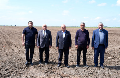 Ağcabədi rayonunda çiyid səpini işlərinə start verildi.