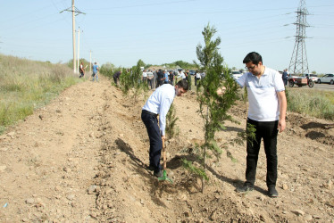 Ağcabədidə “Yaşıl dünya naminə həmrəylik ili” ilə əlaqədar ağacəkmə aksiyası keçirilib.