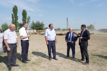 Ağcabədidə heyvandarlıq təsərrüfatına baxış keçirilib