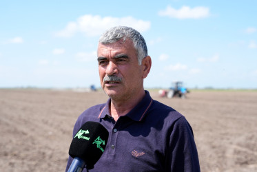 Ağcabədi rayonunda çiyid səpini işlərinə start verildi.