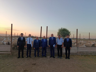 Ağcabədi rayonunda kənd təsərrüfatının inkişafı istiqamətində işlər davam etdirilir