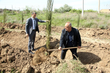 “Konstitusiya və Suverenlik İli” çərçivəsində Ağcabədidə növbəti ağacəkmə aksiyası keçirilib