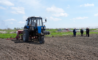 Ağcabədi rayonunda çiyid səpini işlərinə start verildi.