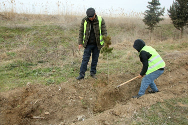 Ağcabədidə ağacəkmə aksiyası keçirilib