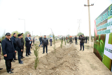 Ağcabədidə ağacəkmə aksiyası  bu həftə də davam etdirildi