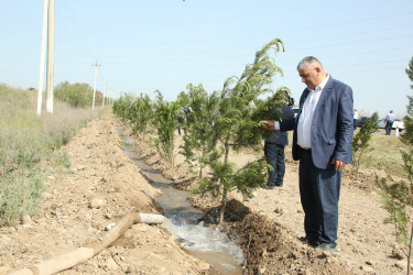 Ağcabədidə “Yaşıl dünya naminə həmrəylik ili” ilə əlaqədar ağacəkmə aksiyası keçirilib.