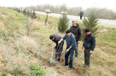 Ağcabədidə ağacəkmə aksiyası keçirilib