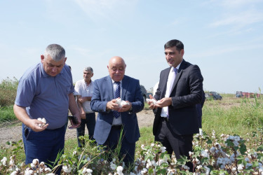 Ağcabədidə pambıq yığımının gedişi ilə bağlı sahələrə baxış keçirilib