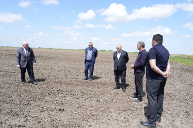 Ağcabədi rayonunda çiyid səpini işlərinə start verildi.
