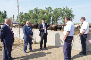 Ağcabədidə heyvandarlıq təsərrüfatına baxış keçirilib