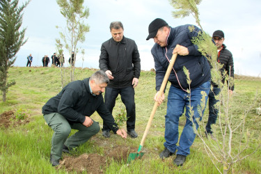 Ağcabədidə “Şəhərsalma və Memarlıq İli” çərçivəsində ağacəkmə aksiyası davam edir.