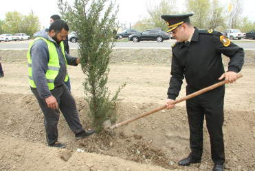 Ağcabədidə ağacəkmə aksiyası  bu həftə də davam etdirildi
