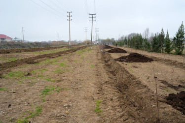 Ağcabədidə “Şəhərsalma və Memarlıq İli” çərçivəsində ağacəkmə aksiyası keçirilib.
