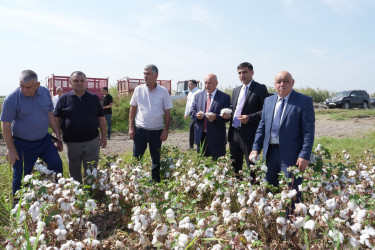 Ağcabədidə pambıq yığımının gedişi ilə bağlı sahələrə baxış keçirilib