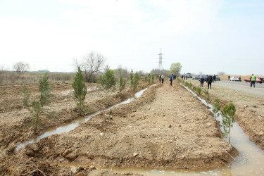 Ağcabədidə ağacəkmə kampaniyası davam etdirilir