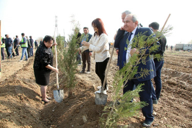 Ağcabədidə ağacəkmə kampaniyası davam etdirilir