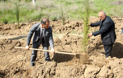 “Konstitusiya və Suverenlik İli” çərçivəsində Ağcabədidə növbəti ağacəkmə aksiyası keçirilib