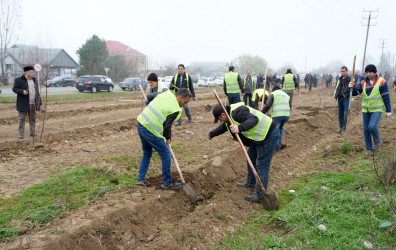 Ağcabədidə “Şəhərsalma və Memarlıq İli” çərçivəsində ağacəkmə aksiyası keçirilib.