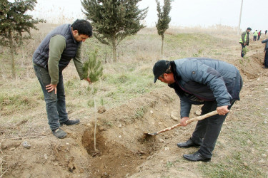 Ağcabədidə ağacəkmə aksiyası keçirilib