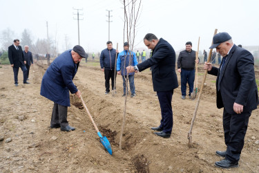 Ağcabədidə “Şəhərsalma və Memarlıq İli” çərçivəsində ağacəkmə aksiyası keçirilib.