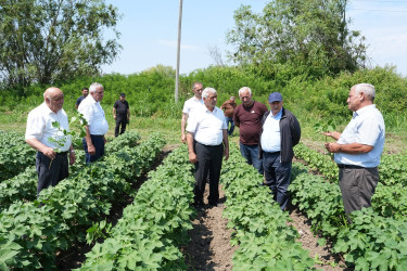 Rayon rəhbəri pambıq sahələrində becərmə işləri ilə tanış olub