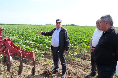 Rayon rəhbəri pambıq sahələrində becərmə işləri ilə tanış olub